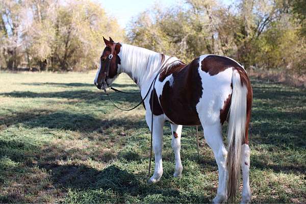 arena-quarter-horse