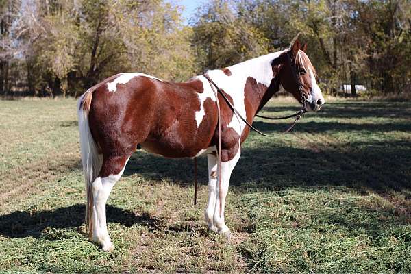 attention-quarter-horse