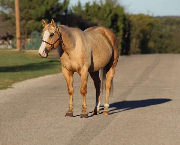 palomino-blaze-rear-socks-horse