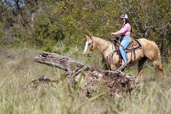 trail-quarter-horse