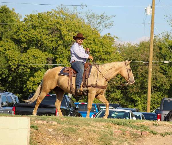 athletic-quarter-horse