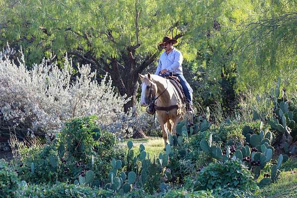 beginner-quarter-horse