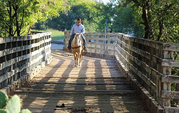 experienced-quarter-horse