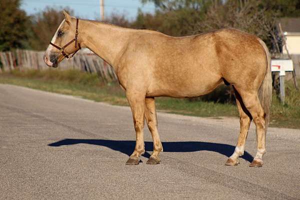 husband-safe-quarter-horse