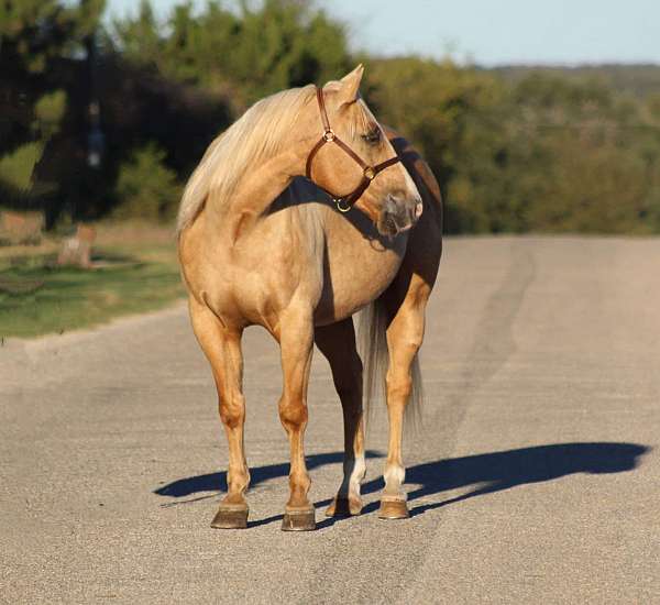 ranch-quarter-horse