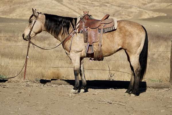 buckskin-sock-horse