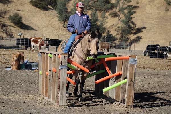 beginner-safe-quarter-horse