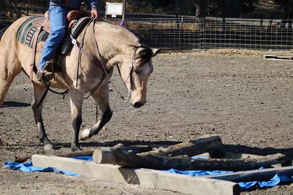 ranch-work-quarter-horse