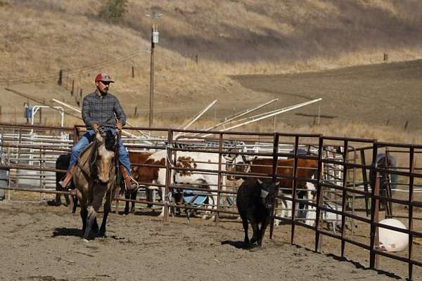 trail-quarter-horse