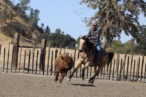 all-around-quarter-horse