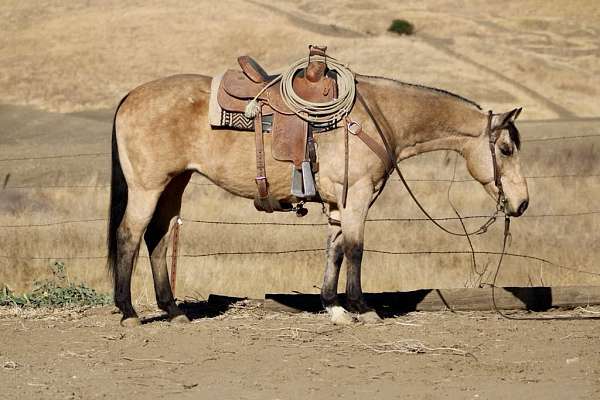 flashy-quarter-horse