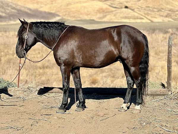 black-rear-socks-horse