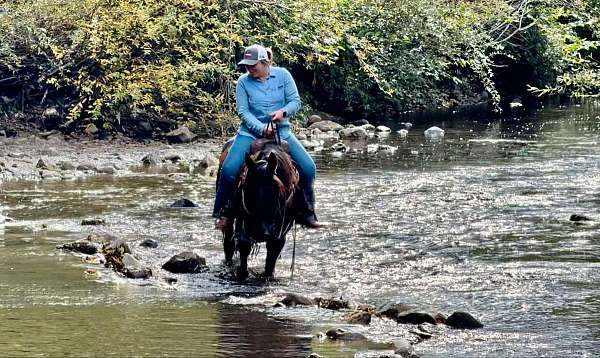 all-around-quarter-horse