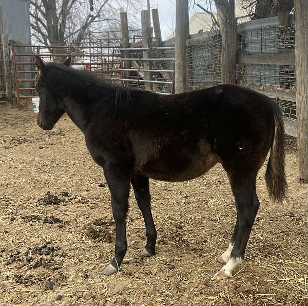 gallo-del-cielo-grandson-quarter-horse