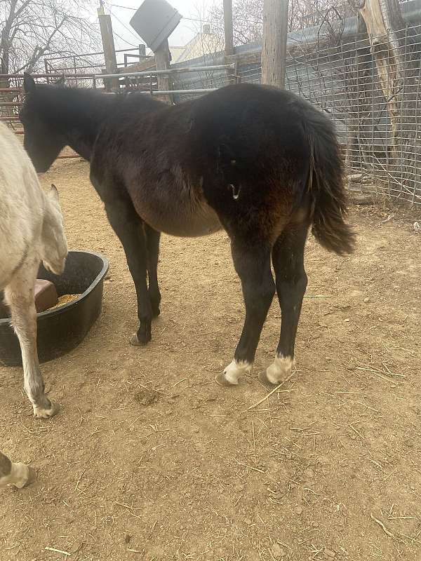 good-headed-quarter-horse