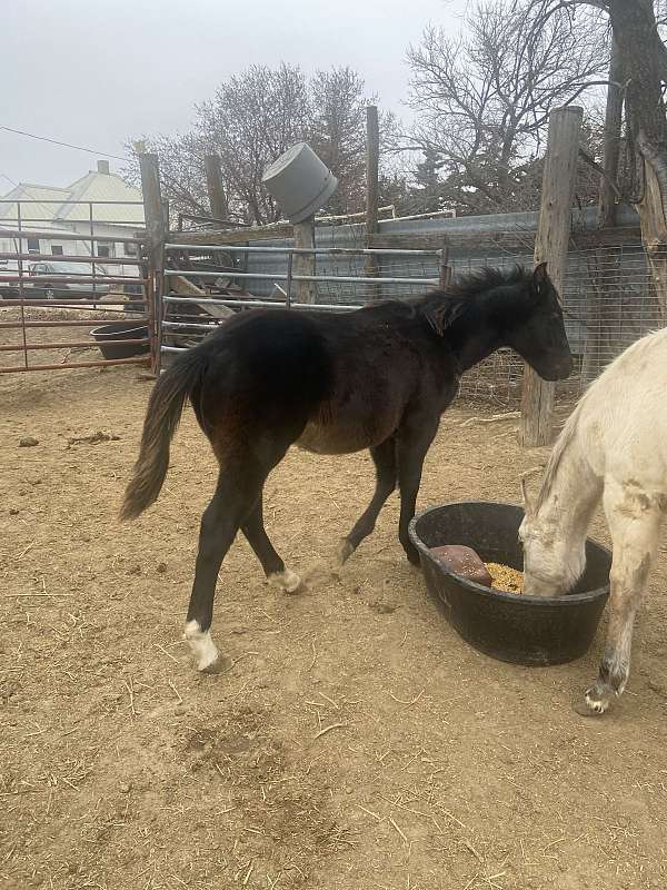 gallo-del-cielo-grandson-horse