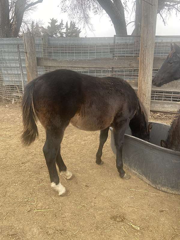 gallo-del-cielo-grandson-colt