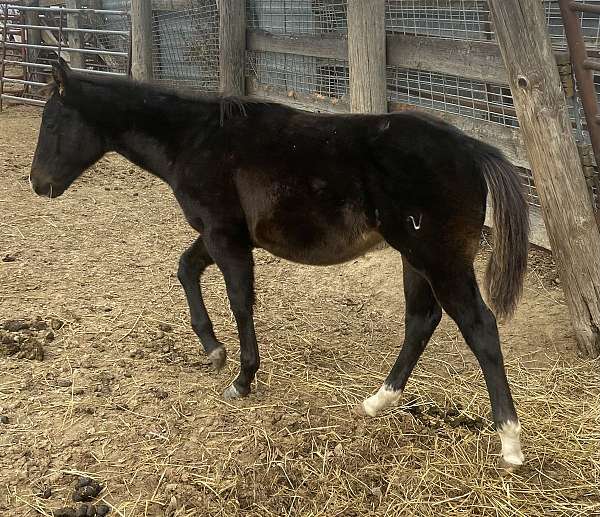 gallo-del-cielo-grandson-colt