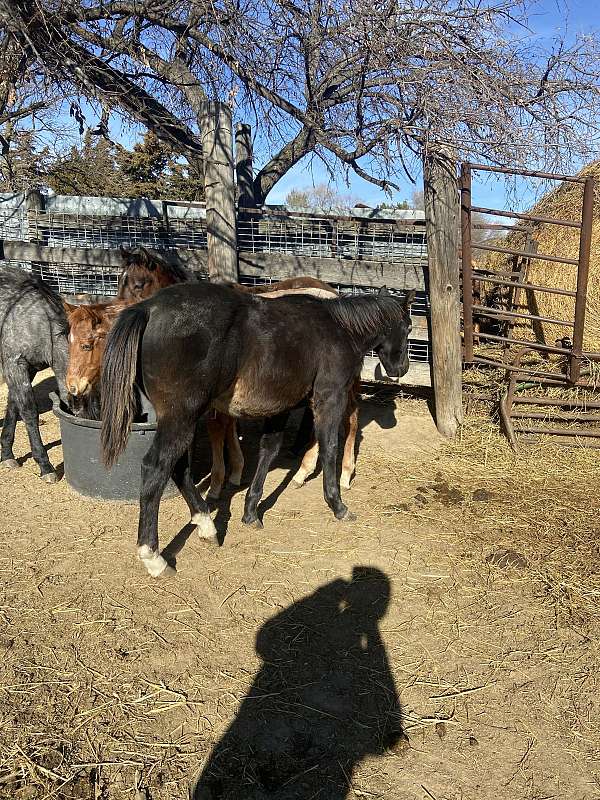 good-headed-colt