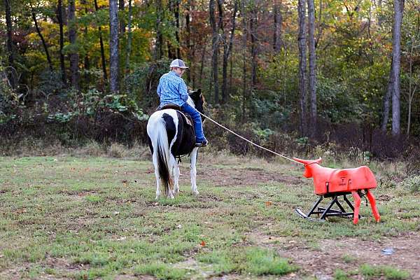 ranch-work-quarter-horse