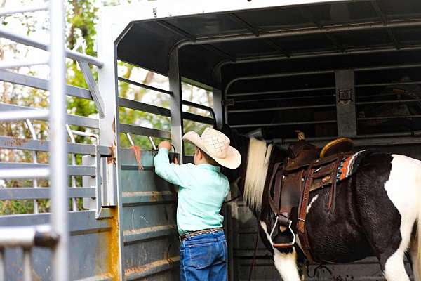 ready-to-saddle-gelding