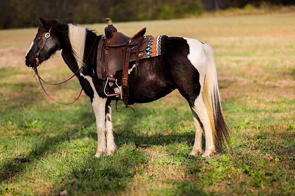 amazing-quarter-horse