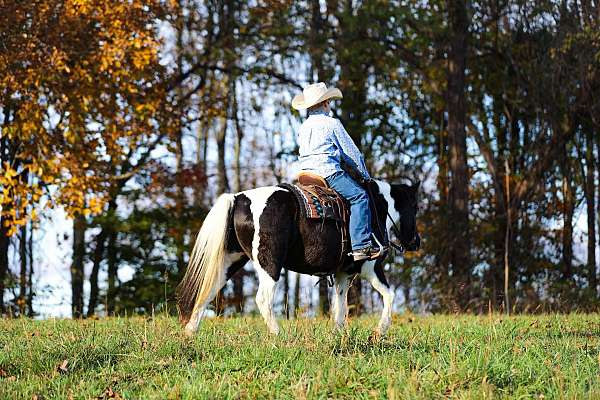 back-quarter-horse