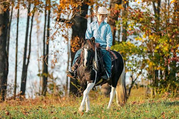 beginner-quarter-horse