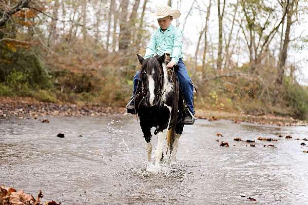 beginner-novice-quarter-horse