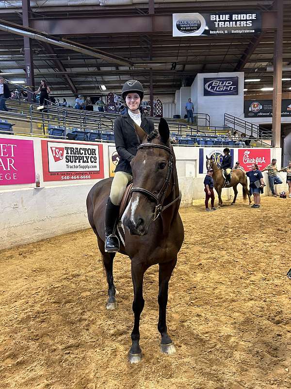 dressage-thoroughbred-horse