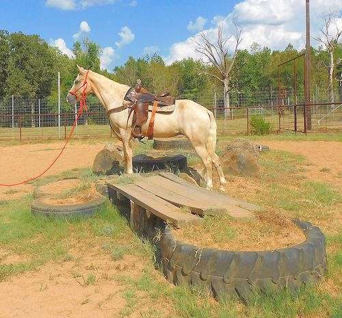 longhorn-tennessee-walking-horse