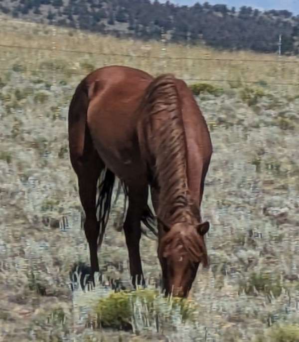 sorrel-arabian-horse