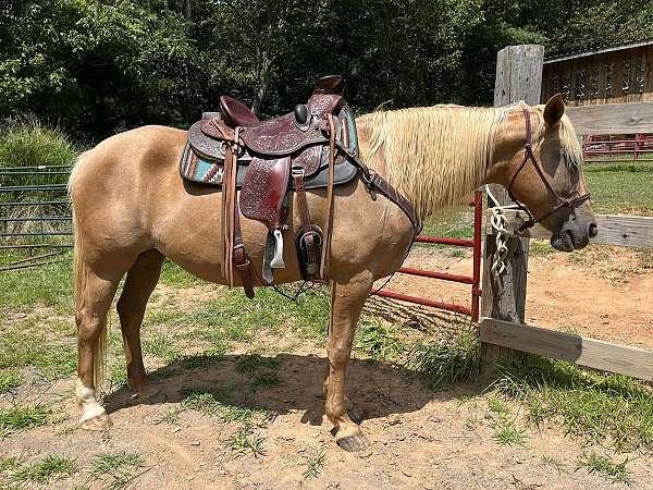 all-around-palomino-horse