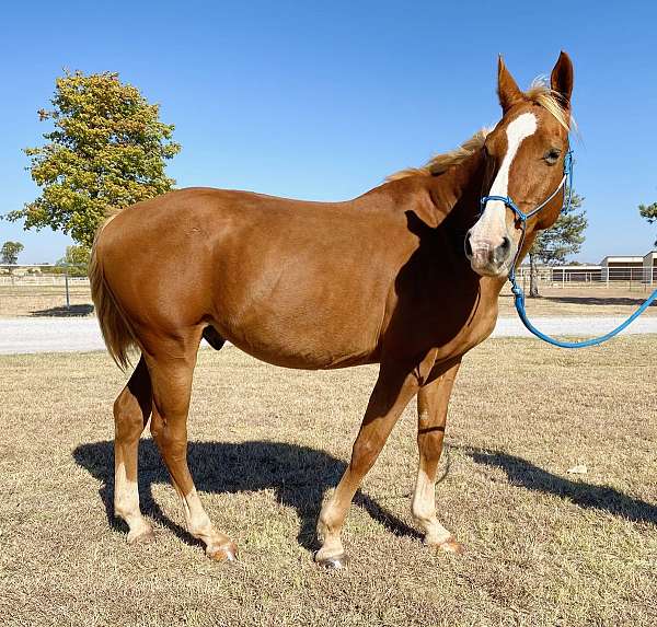 athletic-quarter-horse