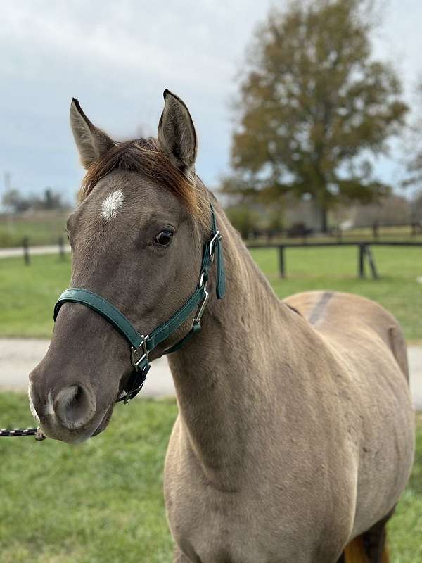 buddy-rocky-mountain-horse