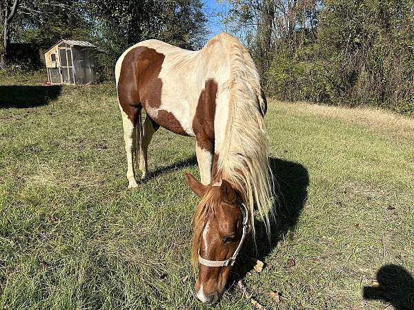 quarter-horse-gelding