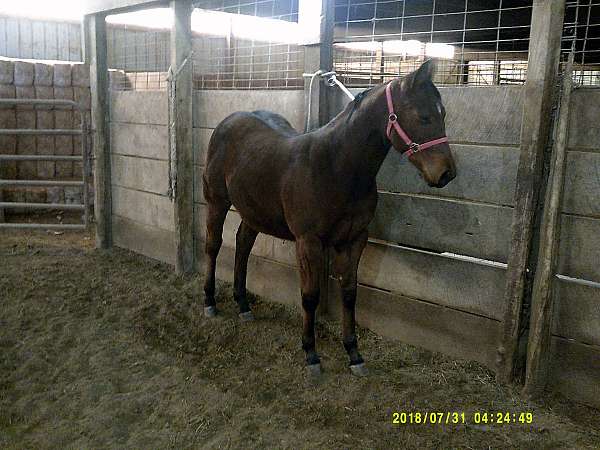 farrier-work-filly