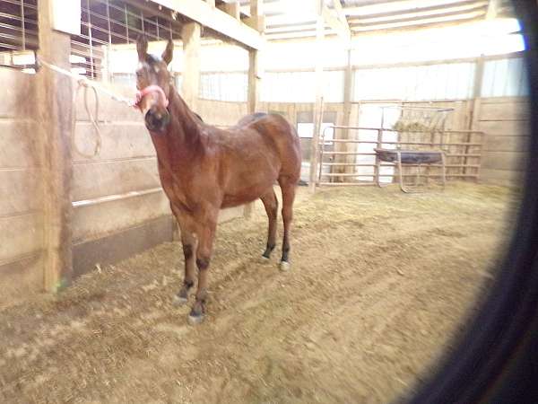 trailered-filly