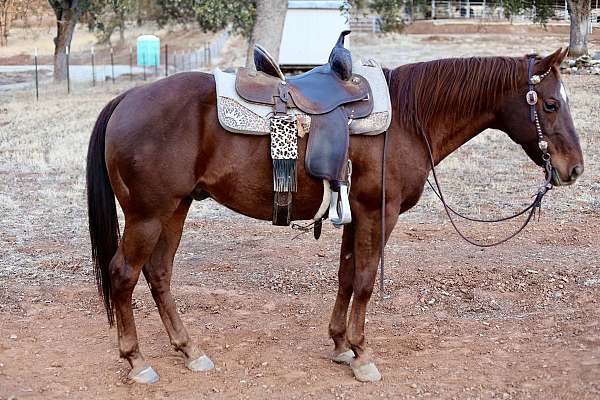 all-around-quarter-horse