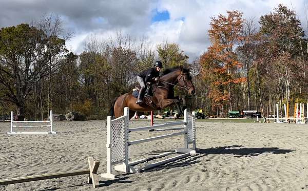 pics-warmblood-horse