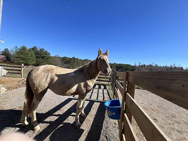 halter-started-under-saddle-spotted-spotted-horse