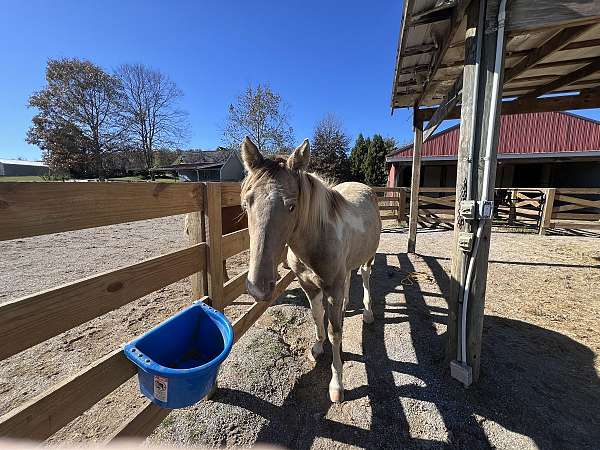 buckskin-halter-started-under-saddle-horse