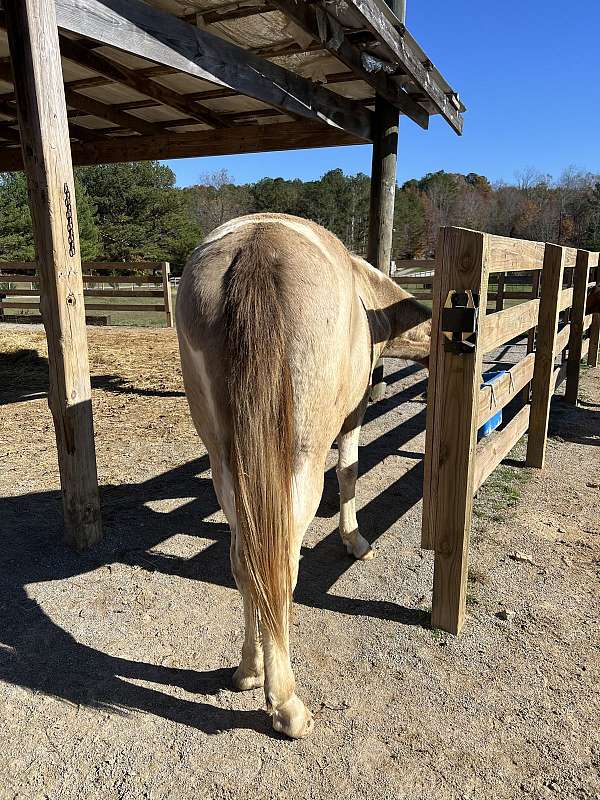 buckskin-spotted-spotted-saddle-for-sale