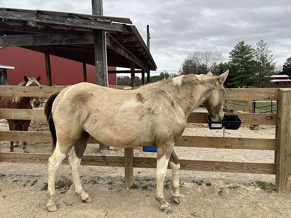 ccr-spotted-saddle-horse