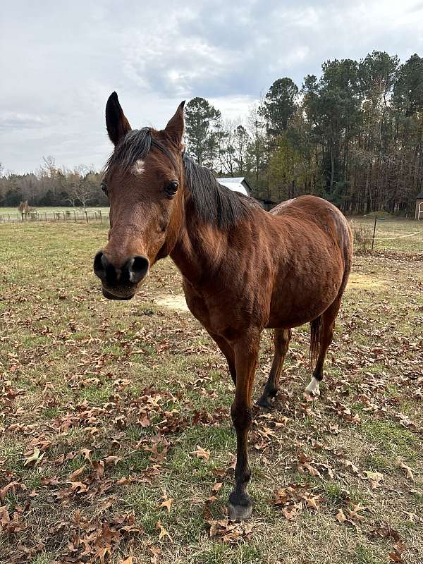 arabian-gelding