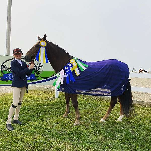 liver-chestnut-blaze-socks-pony