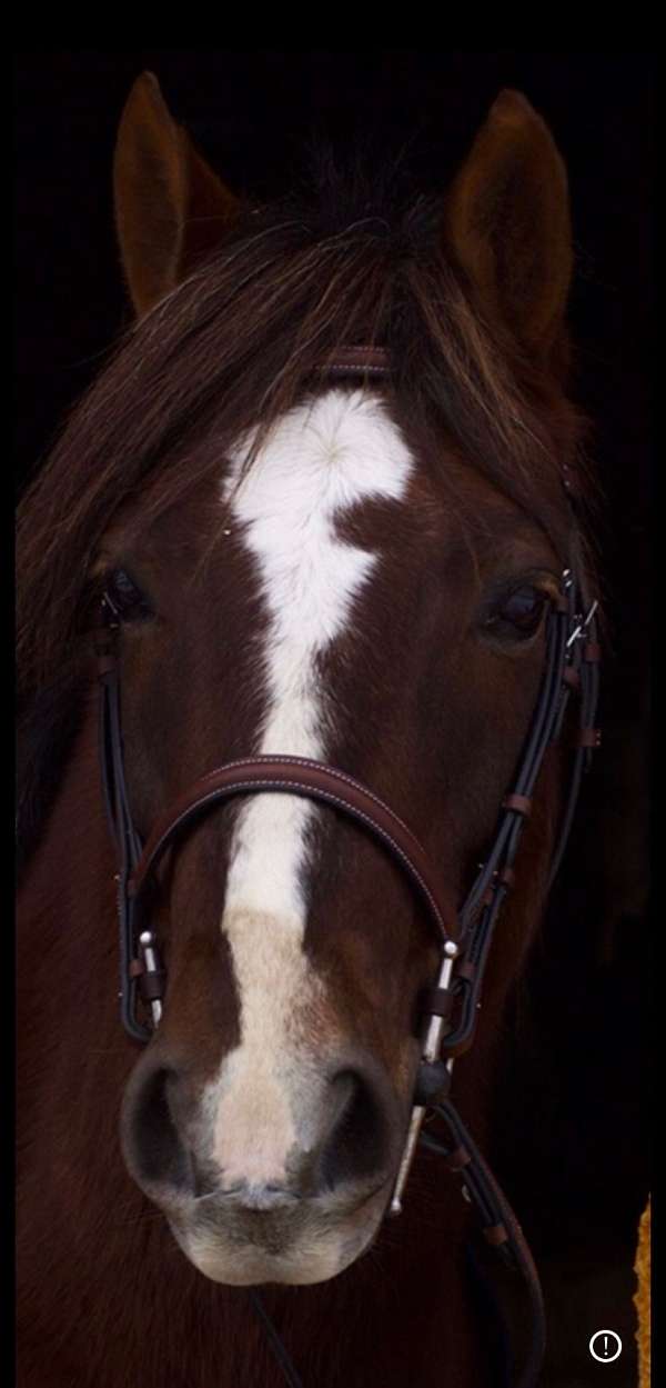 liver-chestnut-welsh-pony-gelding