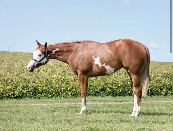 chestnut-overo-paint-yearling