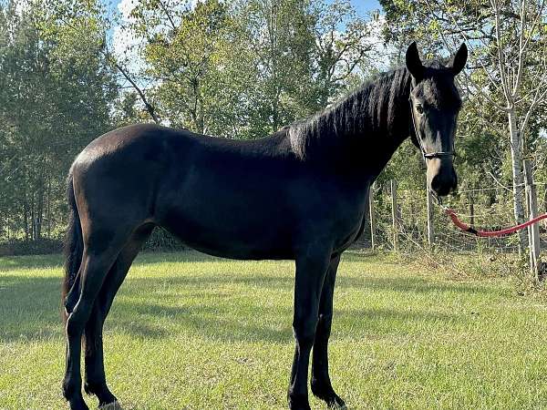 friesian-yearling-mare