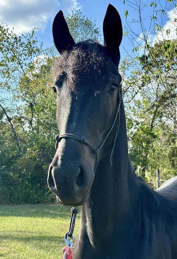 yearling-filly-mare